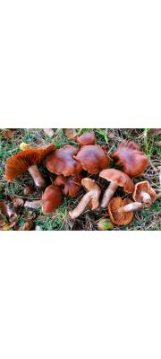 주름끈적버섯 (Cortinarius subbalaustinus Henry)