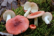 회변색무당버섯 (Russula hydrophila Hornicek> Russula emetica var. grisescens Bon & Gaugue)
