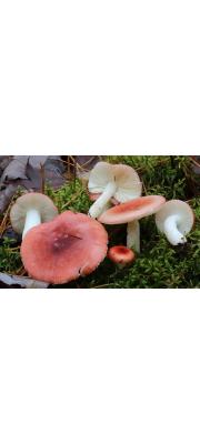 회변색무당버섯 (Russula hydrophila Hornicek> Russula emetica var. grisescens Bon &amp; Gaugue)
