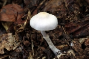 달걀끈적버섯 (Cortinarius subalboviolaceus Hongo)