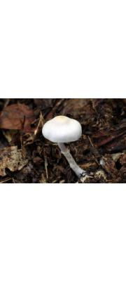 달걀끈적버섯 (Cortinarius subalboviolaceus Hongo)