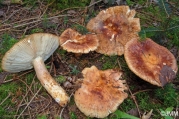 점박이무당버섯(얼룩무당버섯) (Russula illota Romagn.)