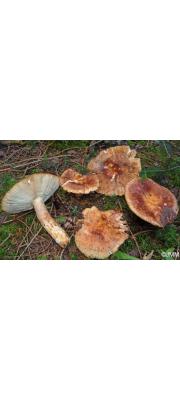 점박이무당버섯(얼룩무당버섯) (Russula illota Romagn.)