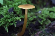 곤봉끈적버섯 (Cortinarius subdelibutus Hongo)