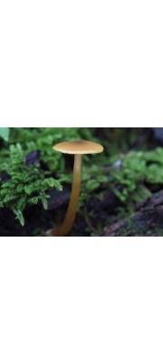 곤봉끈적버섯 (Cortinarius subdelibutus Hongo)