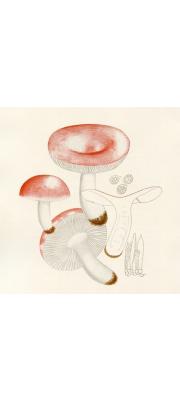 해당화무당버섯 (Russula incarnata Quél.)