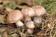 황토갈색끈적버섯(녹갈색끈적버섯) (Cortinarius subferrugineus (Batsch.) Fr.)