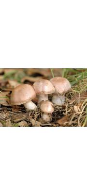 황토갈색끈적버섯(녹갈색끈적버섯) (Cortinarius subferrugineus (Batsch.) Fr.)