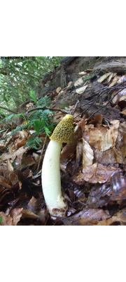 노란말뚝버섯 (Phallus costatus (Penz.) Lloyd > Phallus flavocostatus Kreisel)