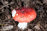 붉은무당버섯 (Russula integra (L.) Fr.)