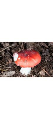 붉은무당버섯 (Russula integra (L.) Fr.)