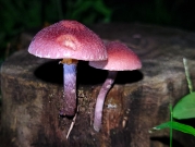 금빛주름미치광이버섯(임시) (Gymnopilus luteofolius (Peck) Singer)