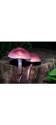 금빛주름미치광이버섯(임시) (Gymnopilus luteofolius (Peck) Singer)