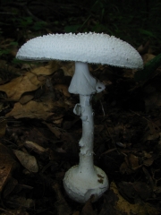 양파광대버섯 (Amanita abrupta Peck  > Amanita sphaerobulbosa Hongo)