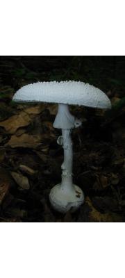 양파광대버섯 (Amanita abrupta Peck  > Amanita sphaerobulbosa Hongo)