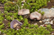 보라끈적버섯아재비 (Cortinarius subviolascens Rob. Henry ex Nezdoin)