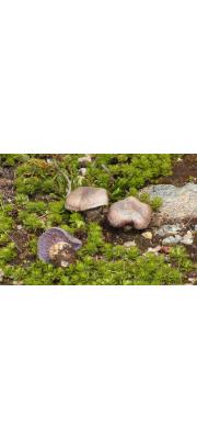 보라끈적버섯아재비 (Cortinarius subviolascens Rob. Henry ex Nezdoin)
