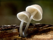 우산애주름버섯 (Mycena abramsii (Murr.) Murr.)