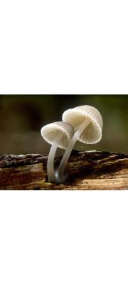 우산애주름버섯 (Mycena abramsii (Murr.) Murr.)
