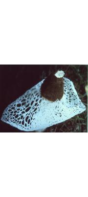 흰돌기말뚝버섯(흰돌기망태버섯) (Phallus echinovolvatus (Zang, Zheng &amp; Hu) Kreisel  > Dictyophora echinovolvata Zang, Zheng &amp; Hu.)