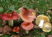 크림비단무당버섯 (Russula intermedia P. Karst.)