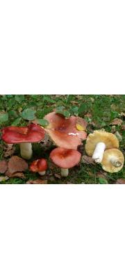 크림비단무당버섯 (Russula intermedia P. Karst.)