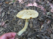 백황색광대버섯 (Amanita alboflavescens Hongo)