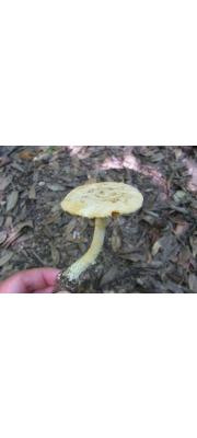 백황색광대버섯 (Amanita alboflavescens Hongo)