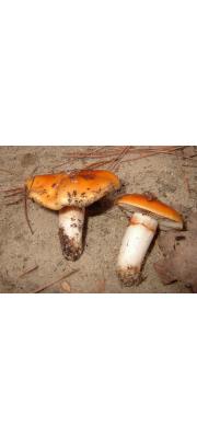 비단끼끈적버섯 (Cortinarius suillus Fr.)