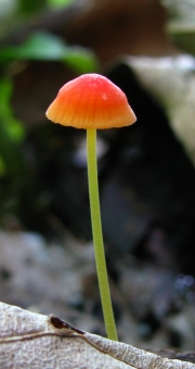 홍시애주름버섯(빨간애주름버섯) (Mycena acicula (Schaeff.) P. Kumm.)