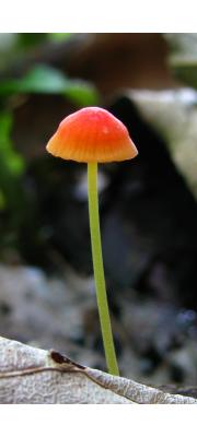 홍시애주름버섯(빨간애주름버섯) (Mycena acicula (Schaeff.) P. Kumm.)