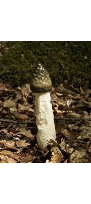 말뚝버섯 (Phallus impudicus L. var. impudicus)