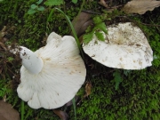 흰무당버섯아재비(갈변흰무당버섯) (Russula japonica Hongo)