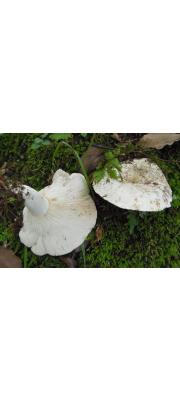 흰무당버섯아재비(갈변흰무당버섯) (Russula japonica Hongo)