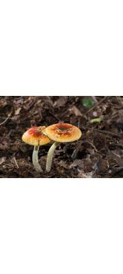 노란가루광대버섯 (Amanita aureofarinosa D.H. Cho)