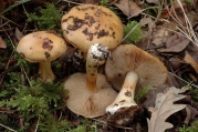 꿀끈적버섯(적갈색끈적버섯아재비) (Cortinarius talus Fr.  > Cortinarius melliolens Schaeff. ex P.D. Orton > Cortinarius allutus Fr. ss. Mos. non Lange)