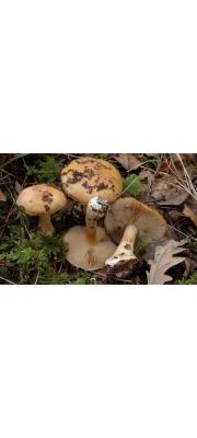 꿀끈적버섯(적갈색끈적버섯아재비) (Cortinarius talus Fr.  > Cortinarius melliolens Schaeff. ex P.D. Orton > Cortinarius allutus Fr. ss. Mos. non Lange)