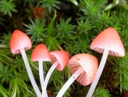 분홍애주름버섯 (Mycena adonis (Bull.) Gray var. adonis)