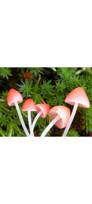 분홍애주름버섯 (Mycena adonis (Bull.) Gray var. adonis)