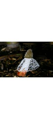 망태말뚝버섯(망태버섯) (Phallus indusiatus Vent.  > Dictyophora indusiata (Vent.) Desv.)