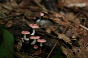 팥무당버섯 (Russula kansaiensis Hongo)