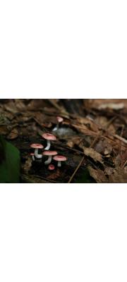팥무당버섯 (Russula kansaiensis Hongo)
