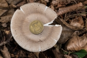 줄무늬광대버섯 (Amanita battarrae (Boud) Bon)