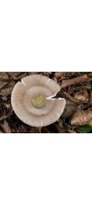 줄무늬광대버섯 (Amanita battarrae (Boud) Bon)