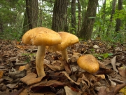 노란끈적버섯(국명중복 됨) (Cortinarius tenuipes (Hongo) Hongo)