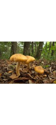 노란끈적버섯(국명중복 됨) (Cortinarius tenuipes (Hongo) Hongo)
