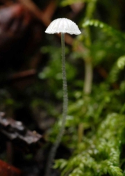 가는대애주름버섯 (Mycena adscendens (Larch.) M. Geest.  > Mycena tenerrima (Berk.) Sacc.)