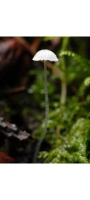 가는대애주름버섯 (Mycena adscendens (Larch.) M. Geest.  > Mycena tenerrima (Berk.) Sacc.)