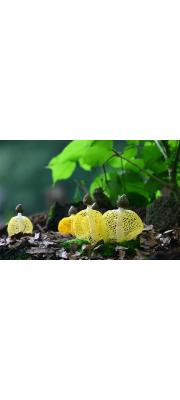 노란망태말뚝버섯(노란망태버섯) (Phallus luteus (Liou &amp; L. Hwang) Kasuya  > Dictyophora indusiata f. lutea (Liou &amp; Hwang) Kobay.)