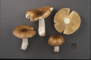 흙벽돌무당버섯 (Russula lateritia Quél.)